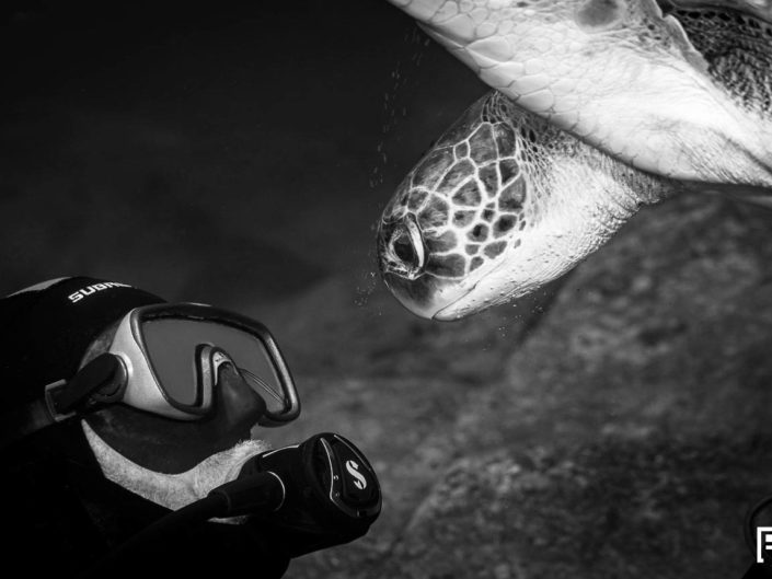 Plongée Tenerife – Dive Tenerife